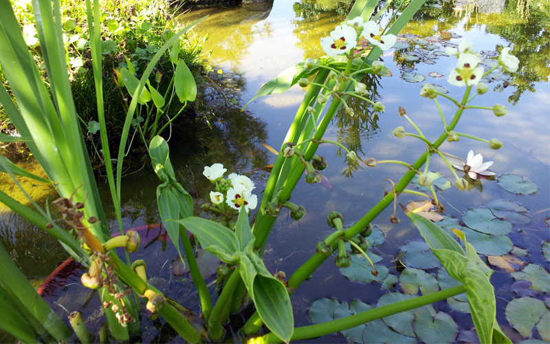 a beautiful clean, san diego pond